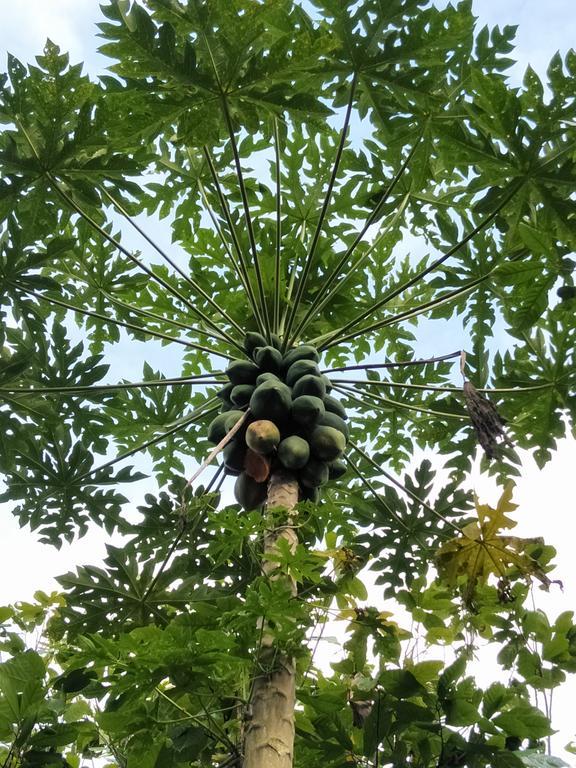 迪娜民宿 贾蒂卢维 外观 照片